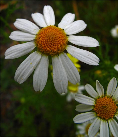 sm 901.jpg - Stinking Chamomile (Anthemis cotula): Quite attractive but very stinky.  Definitely not the Chamomile you use for tea.